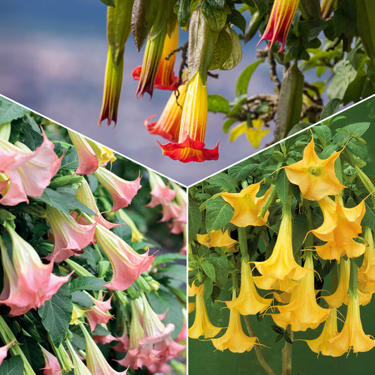 Collection de 3 Brugmansias : rouge et or, jaune, rose - Bakker