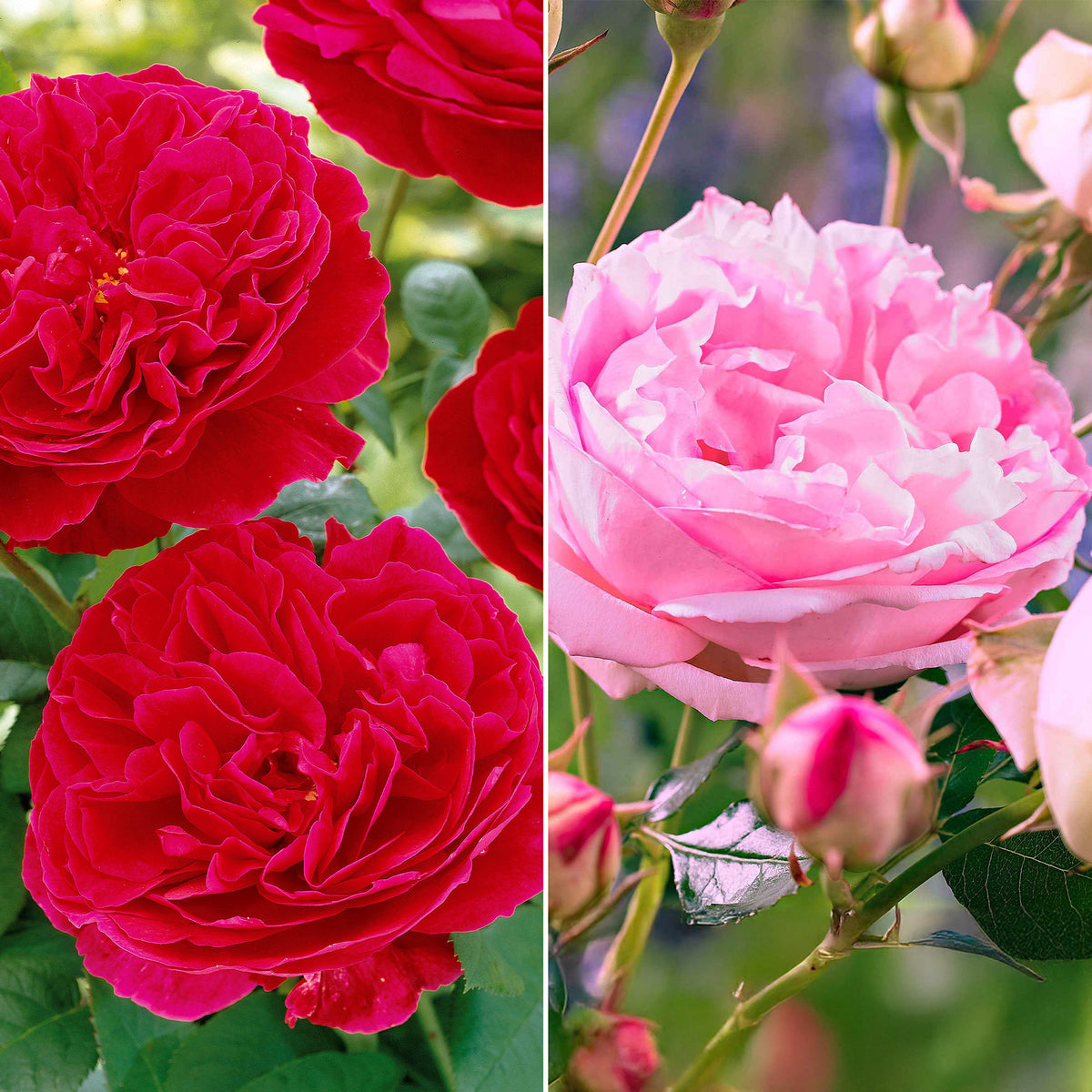 Collection de 2 Rosiers floribunda : Red Leonardo Da Vinci et Leonardo Da Vinci - Bakker