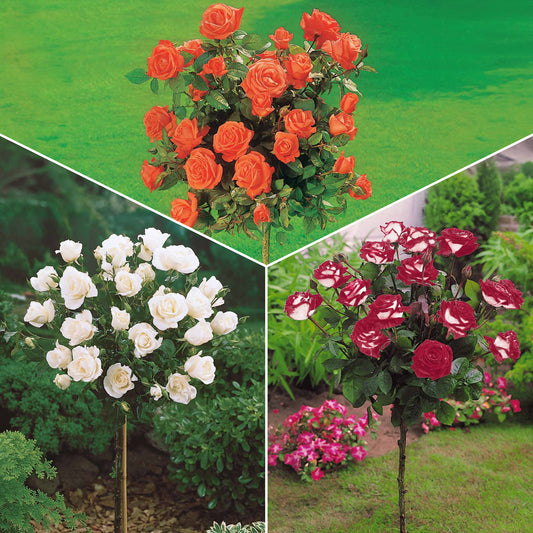 Collection de 3 Rosiers tiges : Ramona, Korbin, Osiria - Bakker