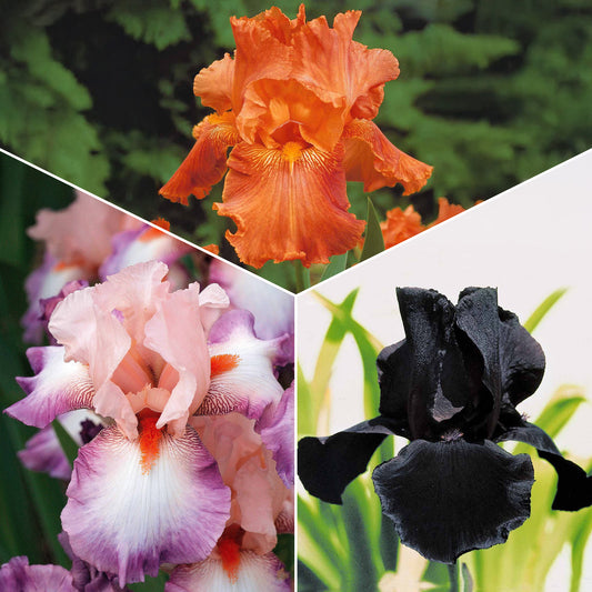 6 Iris de jardin noire, orange, rosé en mélange - Bakker