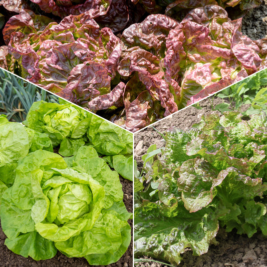 Collection de 6 mois de salades - Bakker