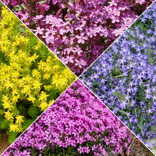 Collection de 15 plantes vivaces rampantes - 2 m² - Bakker