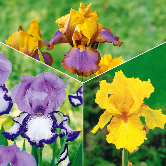 Collection de 6 Iris de jardin : Lasso, Bordure, Sangreal - Bakker