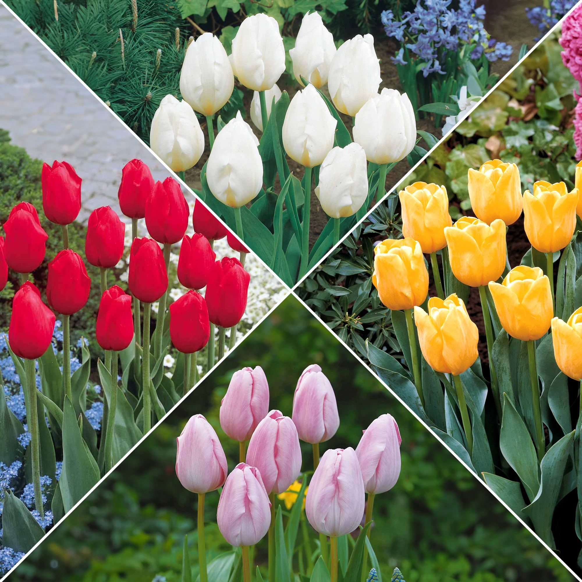25 Bulbes De Tulipe Double Blanc & Rose - Fleurs Vivaces Rustiques à Planter En Extérieur - Qualité Hollande