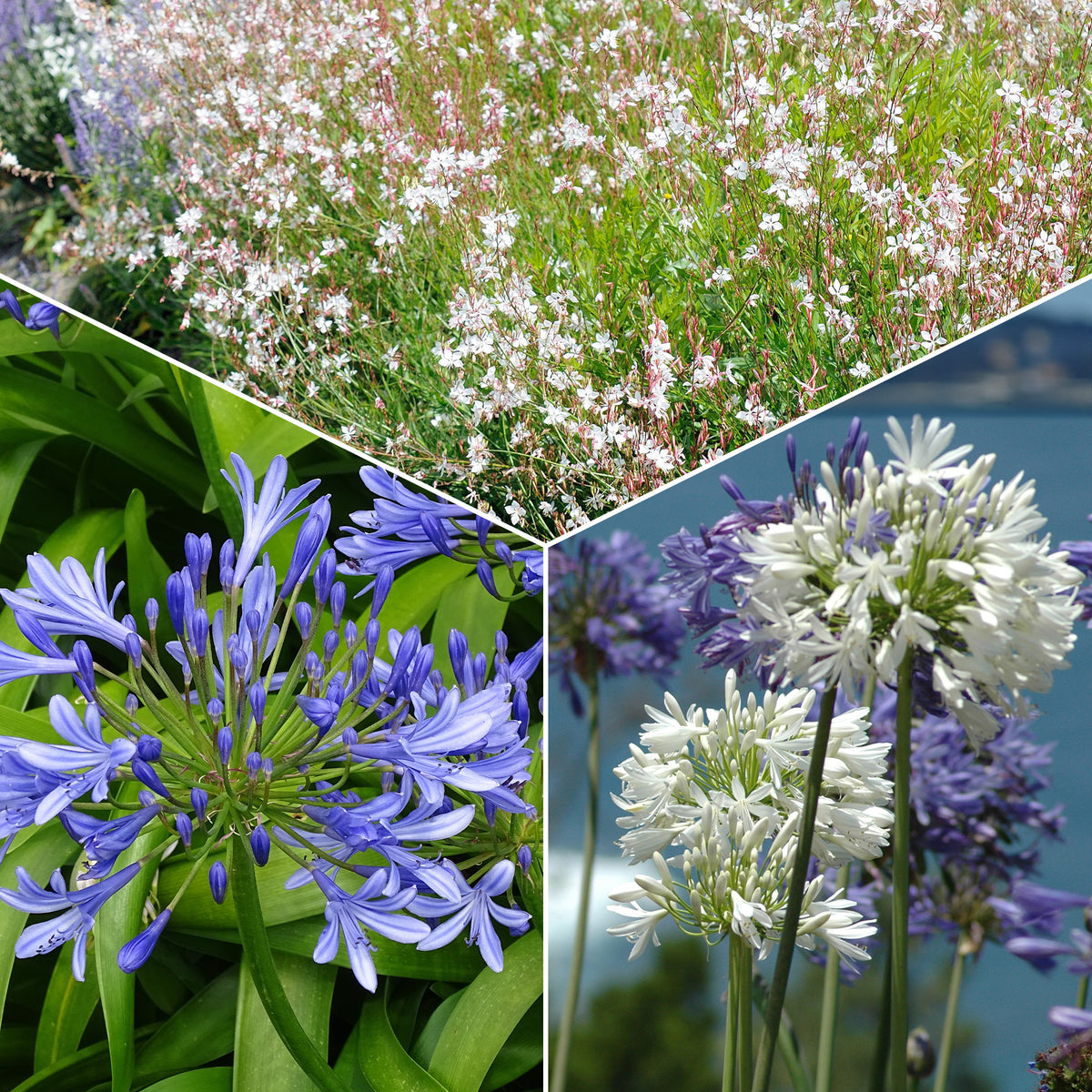 Collection de 7 plantes vivaces pour jardins et pots - Bakker