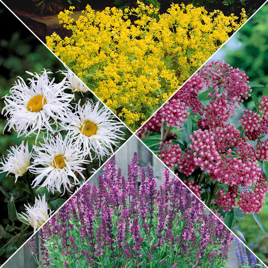 Collection de plantes vivaces pour jardin coloré - Bakker