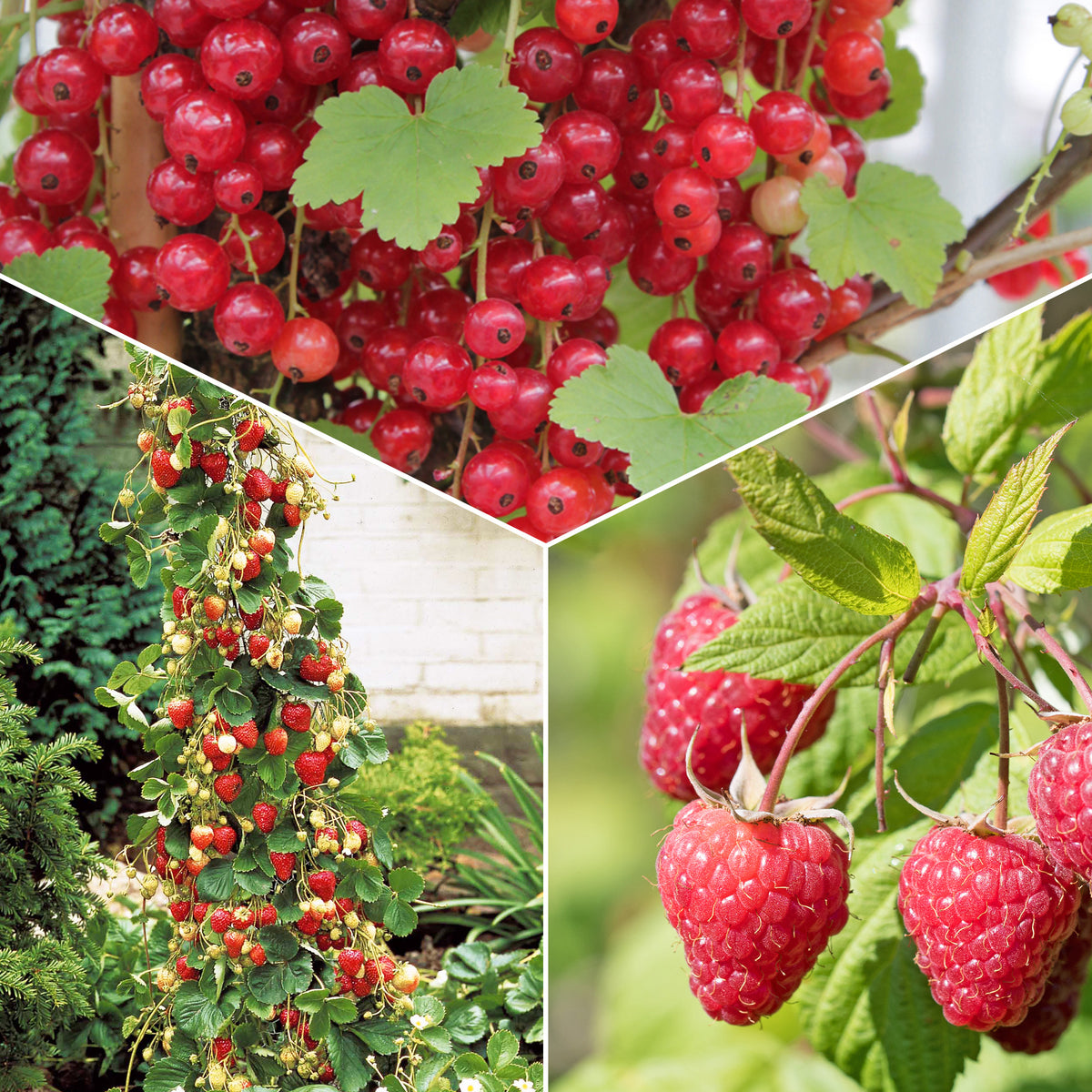 Collection de 9 Fruitiers à fruits rouges - Bakker