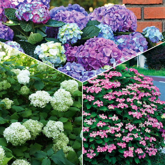 Collection d'Hortensias pour massifs et haies fleuris - 3 arbustes - Bakker