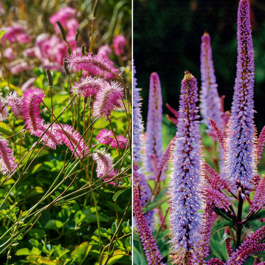 Collection de Pimprenelles et de Veroniques - Bakker