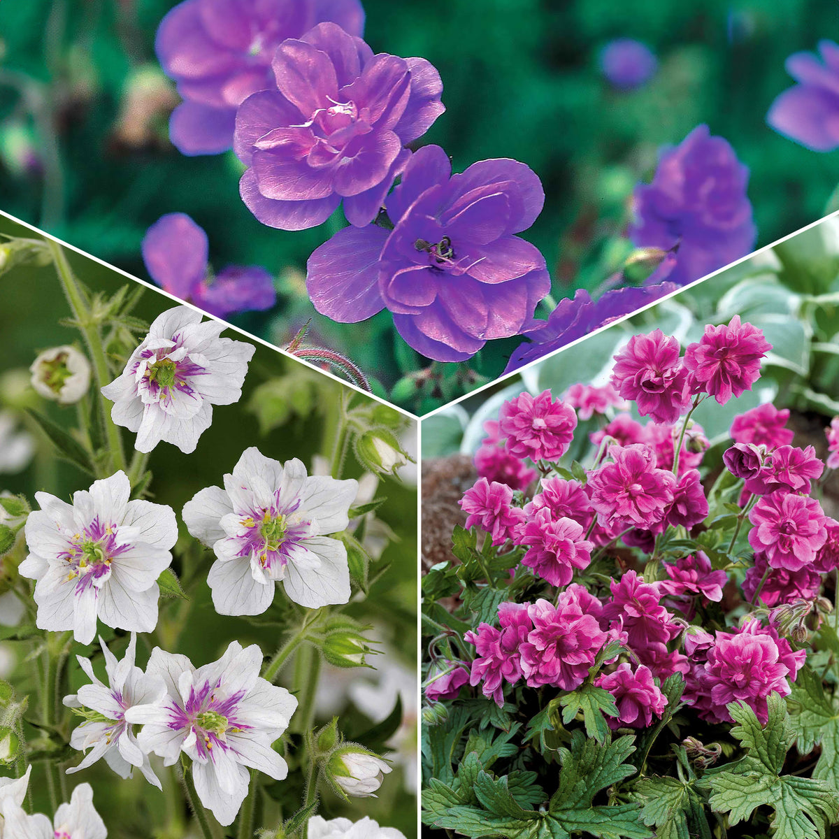 Collection de 6 Géraniums vivaces à fleurs doubles - Bakker
