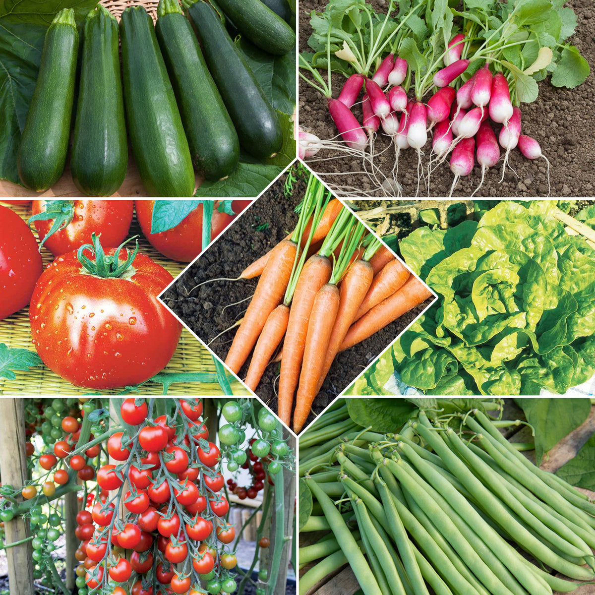 Collection de 7 sachets de graines pour potager - Bakker