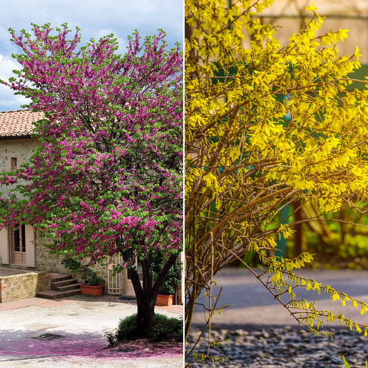 Collection de 2 arbustes : Forsythia et Arbre de Judée - Bakker