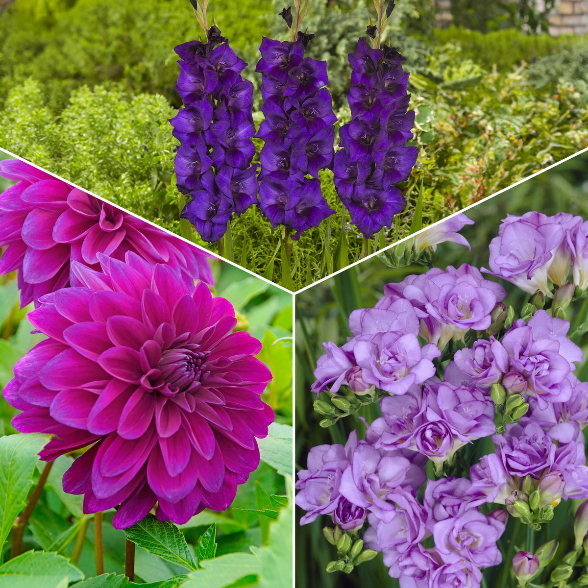 20 Bulbes de fleurs The Purple Bag en mélange - Bakker