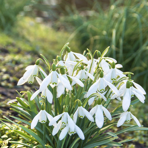 100 Bulbes de fleurs Running Wild en mélange - Packs de bulbes de fleurs - Bakker