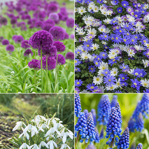 100 Bulbes de fleurs 6 Mois de Fleurs en mélange - Galanthus, Muscari, Narcissus, Tulipa, Chionodoxa, Anemone, Allium - Bakker
