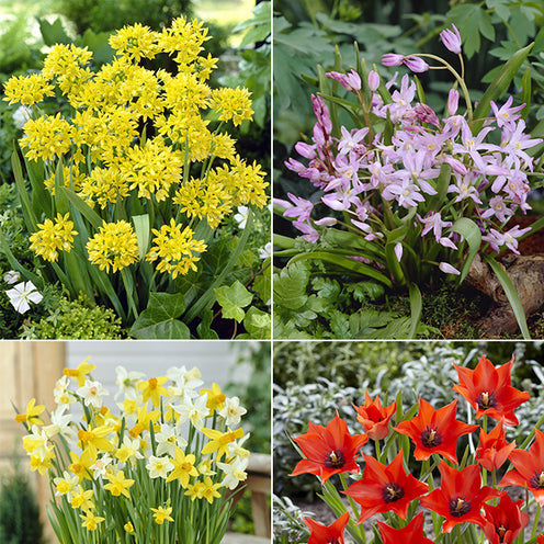 100 Bulbes De Jonquilles - 6 Variétés Élégantes XXL 12/14 Cm - Mélange Organifer Pour Jardin Printanier