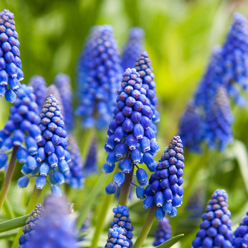 100 Bulbes de fleurs 6 Mois de Fleurs en mélange - Packs de bulbes de fleurs - Bakker