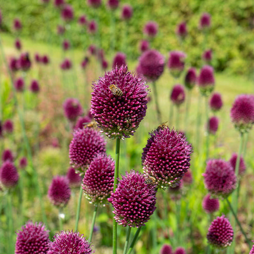 Eranthis, Galanthus, Leucojum, Muscari, Fritillaria, Tulipa, Allium - 70 Bulbes de fleurs Butterfly Food en mélange - Packs de bulbes de fleurs