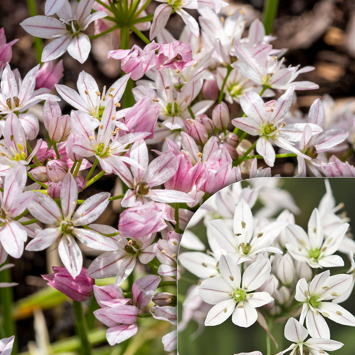 25 Alliums Caméléon - Bakker