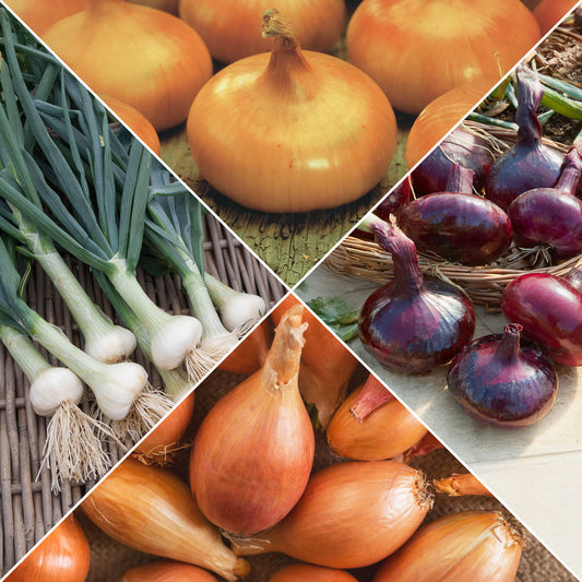 Collection d'Oignons : Hâtif Paris, Vertus, Brunswick, Zebrune - Bakker