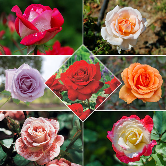 Collection de 7 Rosiers buissons - Bakker