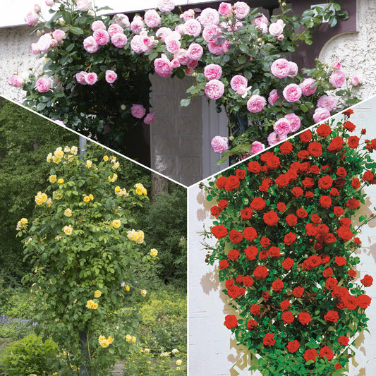 Collection de 3 Rosiers grimpants : Ronsard, Golden Gate, Santana - Bakker