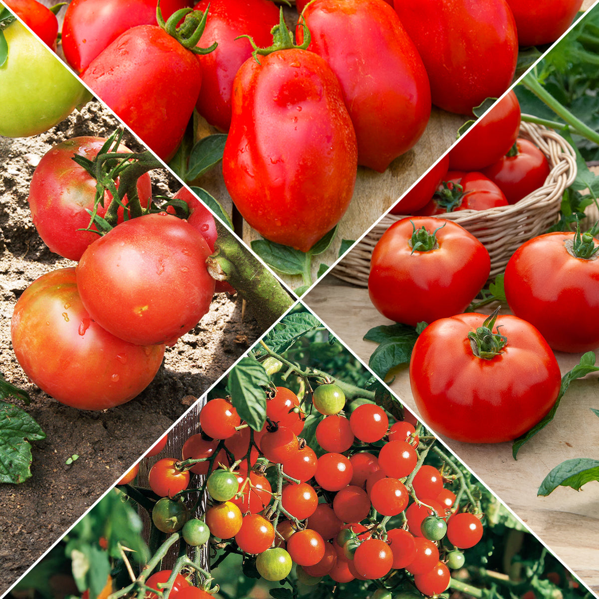 Collection de Tomates - Bakker