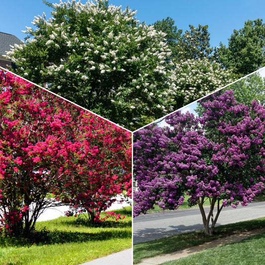 Collection de 3 Lilas des Indes : rouge, violet, blanc - Bakker