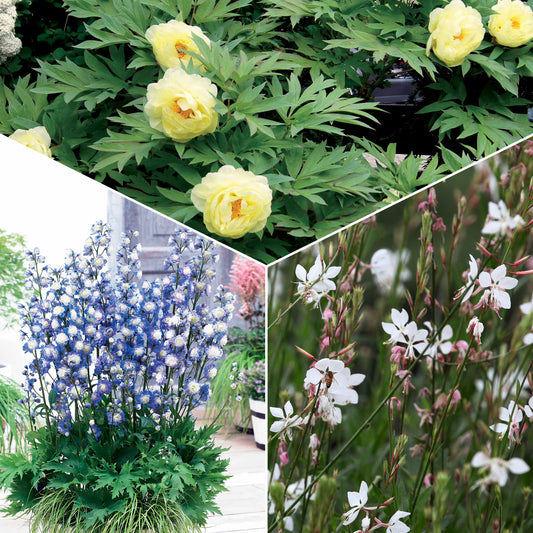 Collection de plantes vivaces aux couleurs tendres - Bakker