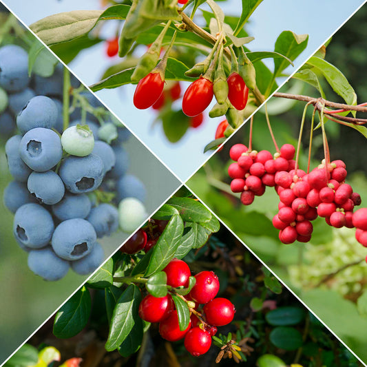 Collection d'arbustes à fruits vitaminés - Bakker