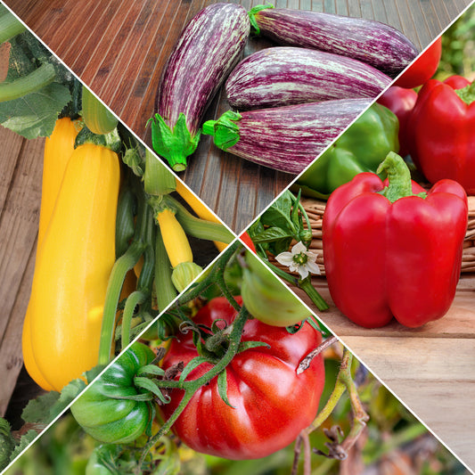 Collection de légumes du soleil - Bakker