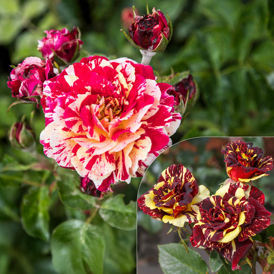 Rosier buisson Abracadabra® Koramsaro - Bakker