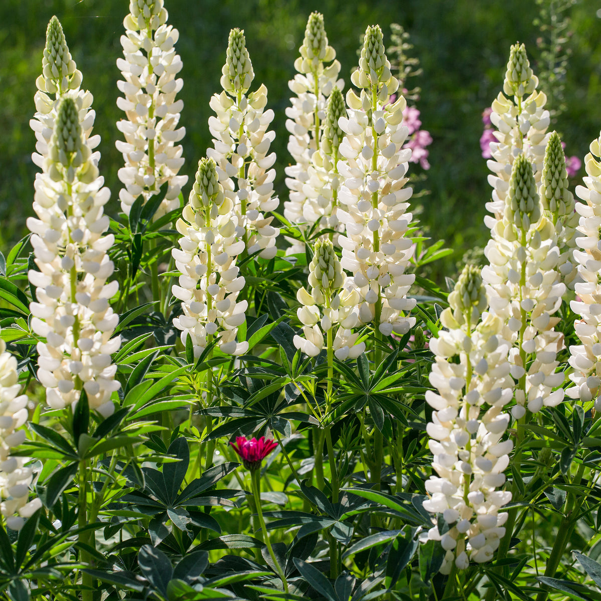 Campanula, Lupinus, Catananche - Vivaces Bleues et Blanches - Vivaces fleuries