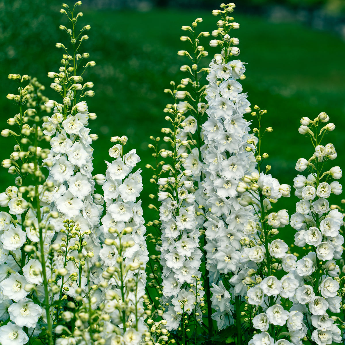 Vivaces Blanches et Roses - Delphinium, Salvia, Echninacea - Bakker