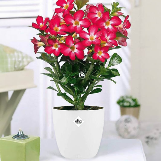 Rose du désert + cache pot blanc 16 cm. - Bakker