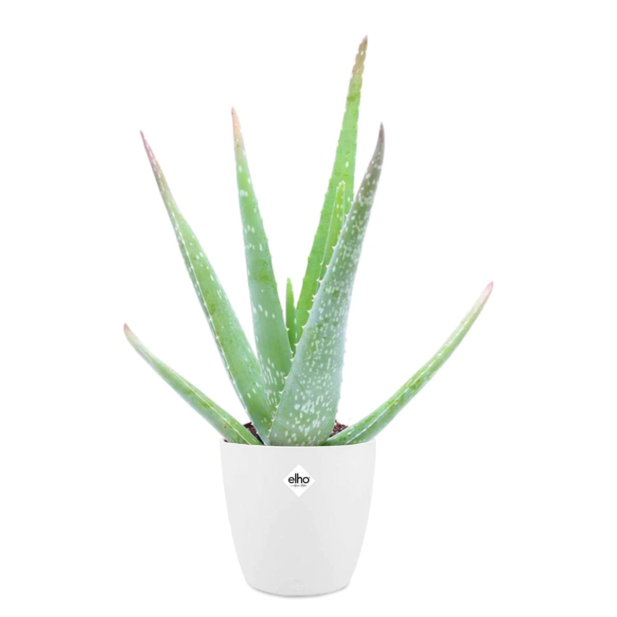 Aloe vera - Aloe vera + cache pot blanc 14 cm. - Plantes d'intérieur avec cache-pot