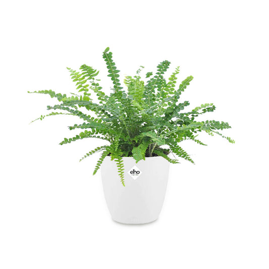 Fougère Duffi + cache pot blanc 14 cm. - Bakker