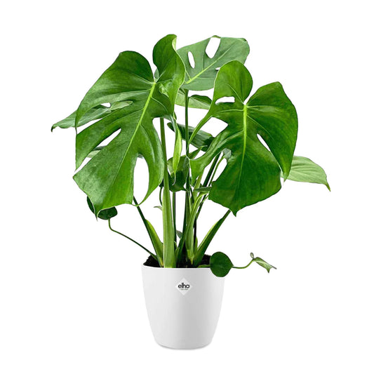 Philodendron Monstera et son cache-pot blanc ELHO - Bakker