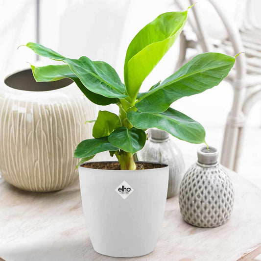 Bananier d'ornement nain + cache pot blanc 14 cm. - Bakker