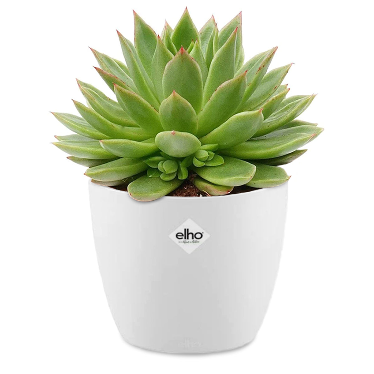 Echeveria agavoides + cache pot blanc 14 cm - Bakker