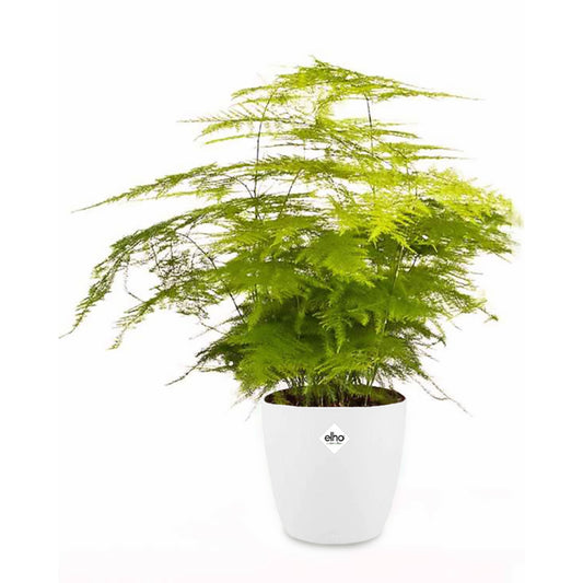 Asperge + cache pot blanc 14 cm. - Bakker