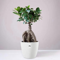 Ficus bonsai ginseng + cache pot blanc 14 cm.