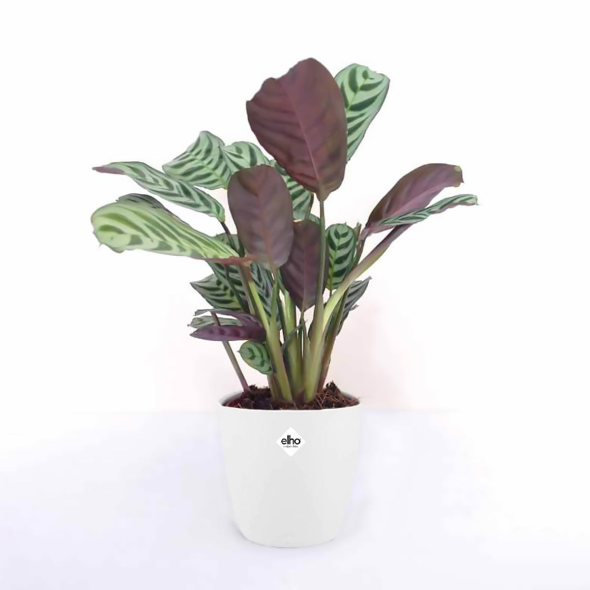 Ctenanthe burle-marxii - Dormeuse + cache pot blanc 14 cm. - Plantes d'intérieur avec cache-pot