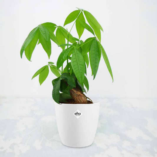 Pachira aquatica + cache pot blanc 14 cm. - Bakker