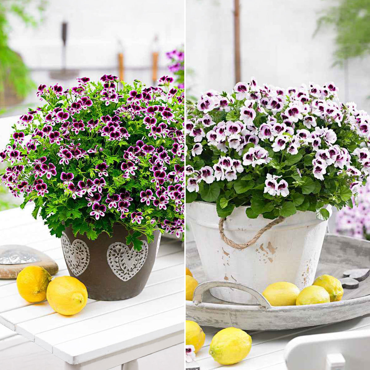 Mélange de 6 plantes : Pelargonium odorant Mosquitaway Lizzy et Eva - Bakker