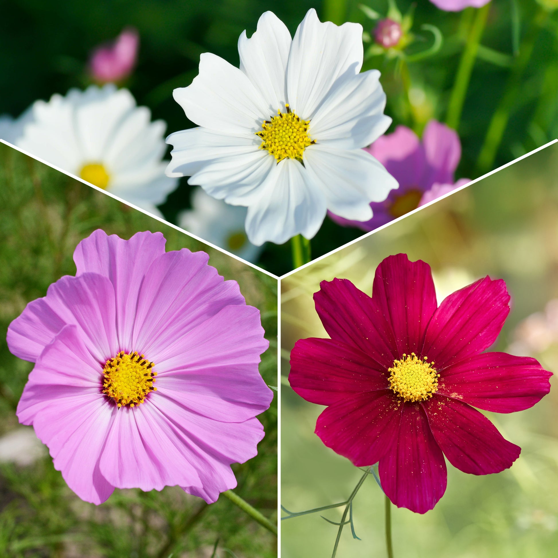 Cosmos bipinnatus - Cosmos Sensation en mélange - Graines de fleurs comestibles