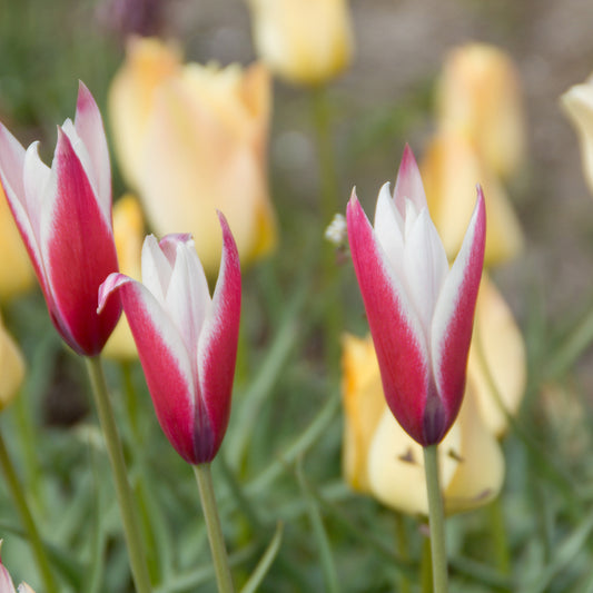 12 Tulipes Peppermint Stick - Bakker