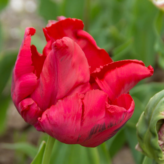 8 Tulipes perroquets Red Madona - Bakker