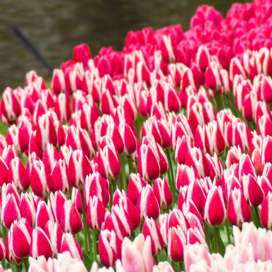 8 Tulipes Darwin Candy Apple Delight - Bakker