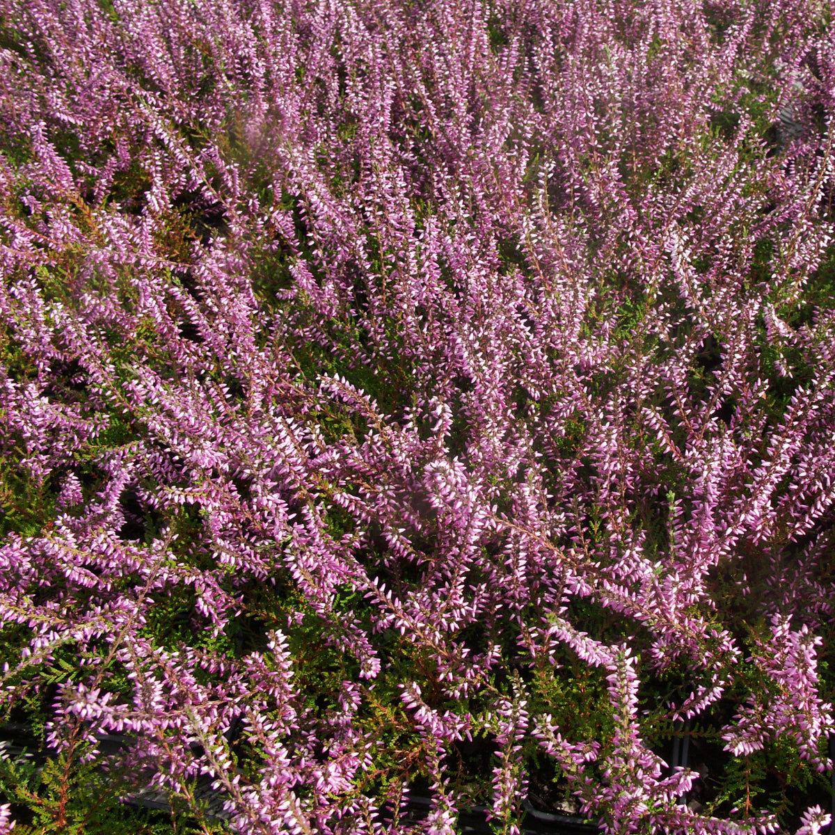 Calluna vulgaris - 3 Bruyères d'été rose à feuilles vertes - Bruyères